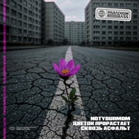 Цветок прорастает сквозь асфальт - Single - NotYourMom