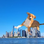 Dog - Single