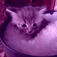 Не надоела - Single - МИМО ЧЕТЫРЕ СКОБОЧКИ & PSYXOKXD