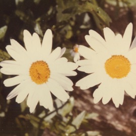 Jesse (feat. Day Wave) [Acoustic Version] Hazel English