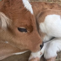 whatever (feat. emonik) - Single - Coldlone