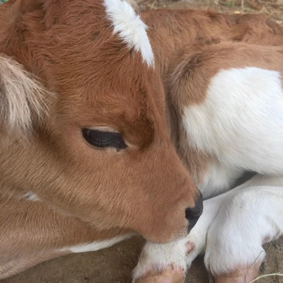 whatever (feat. emonik) - Single