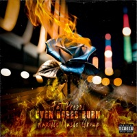 Even Roses Burn