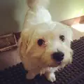 Hello