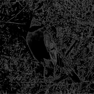 the.dead.ones.in.the.sky. - Single