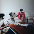 DALMATIAN