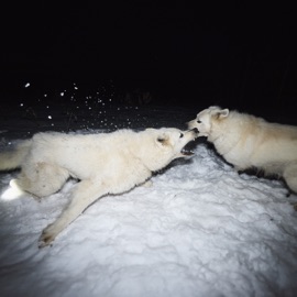 Выход Tim Aminov