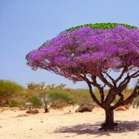 Forbidden Fruit - Single - Yacht Rescue