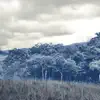 The Mist