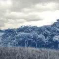 The Mist