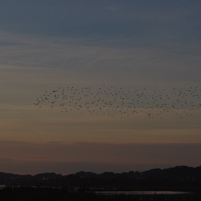 murmuration - Single