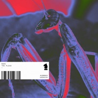 The Plead - Single - MAMI
