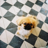 רוקד עם כוכבים - Single - Vxodoo Daddy