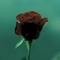 Rose Tattoo - Seth Staton Watkins lyrics