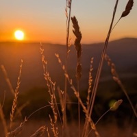 Dream (feat. Alien) - Single - Shady Manila Records