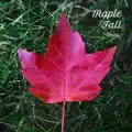 Maple Fall