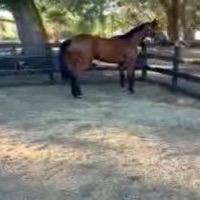 pugio - Single - YAXIS