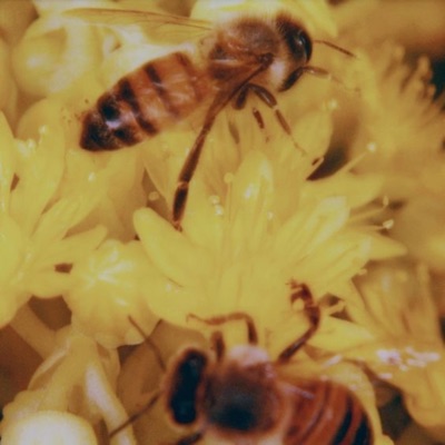 beez - Single