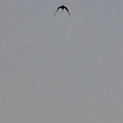 $ucide $quad - Single