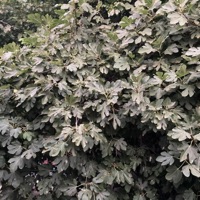 WM SHELTER (feat. Cane.) - METRODKILO