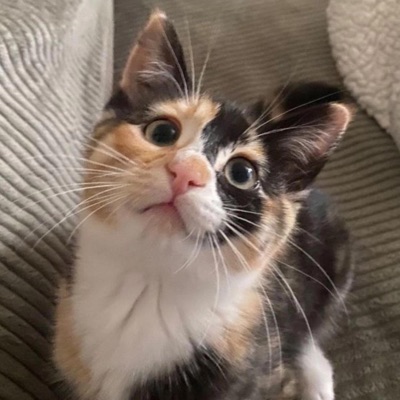 wit my bro (feat. water) - Single