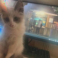 загоны - Single - pluxurypurp & Эйфория