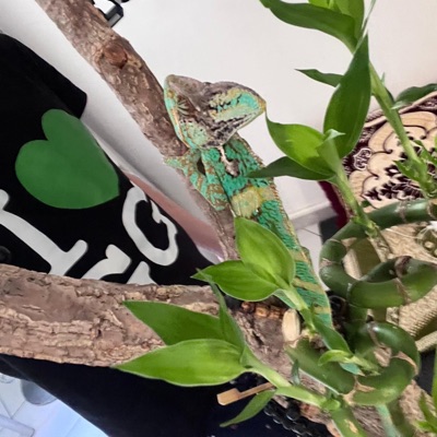 FLC (feat. Sossa Ka$h) - Single