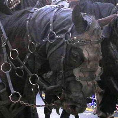 the armoured horse follows his path knowing one day he too will heal - Single