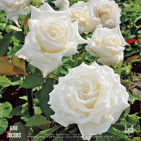 Roses - Single - Aru Jacobs