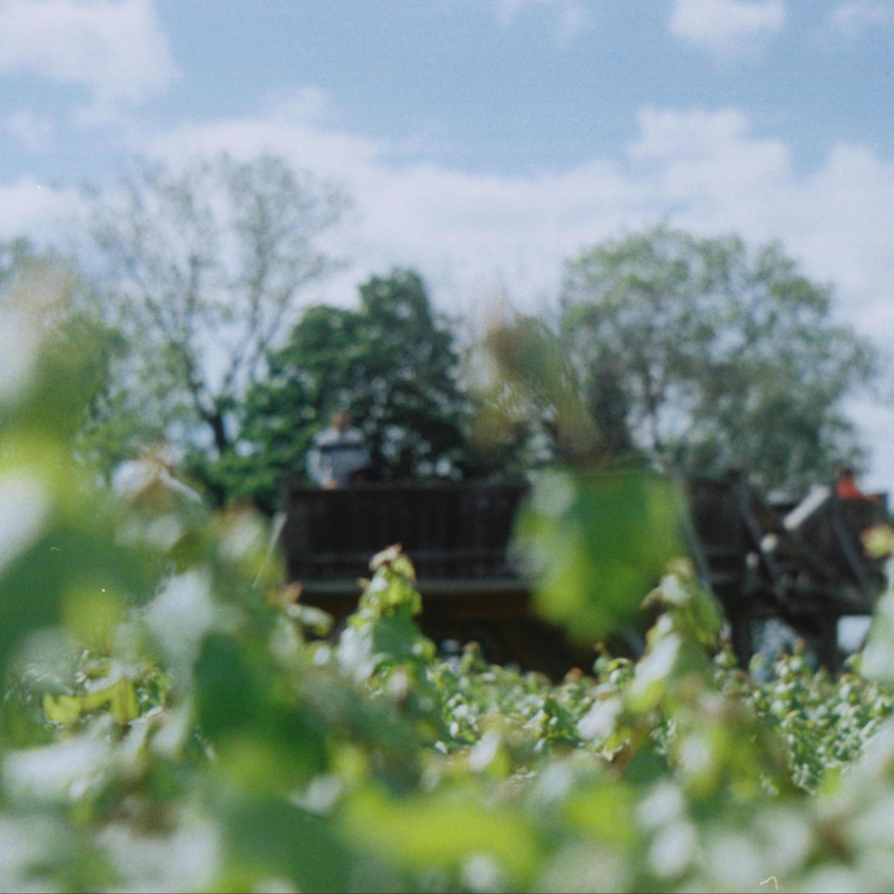 Phototropism - Single