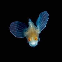 Chum - Single - OXIS