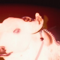 perrreo - Single - SUSAN