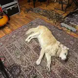 Odd Socks - Tired of Being Tired