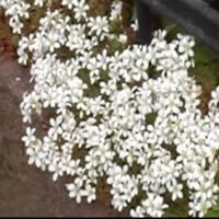 LateSummerLove - Single - ille & jarnotrash