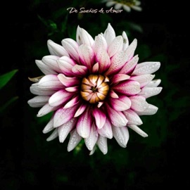 Ley de vida (feat. Ayzak) Omniverso