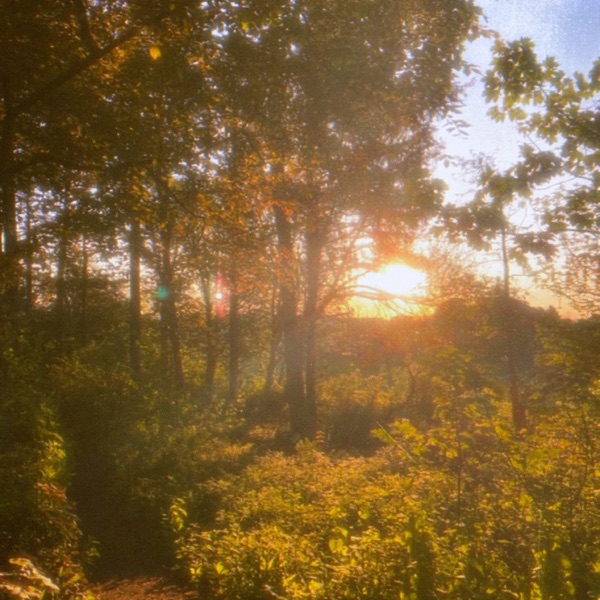 solar bloom - Single