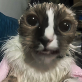 Wake Up Wake Up Youre Getting Comfortable (Motivational Cat)