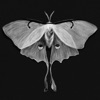 PALE COCOON