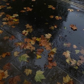 Mevsim Sonbahar Pusula