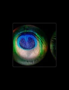 Real Secrets dinle, müzik videolarını izle, biyografisini oku, tur tarihlerini ve daha fazlasını gör!