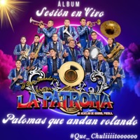 Palomas que andan volando - Single - Banda La Patrona de Acatlan