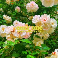 Only One (Live) - Single - Sweet Honey & Ryce