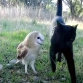 beautiful broads (feat. perubaby) witchwin