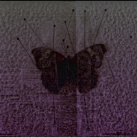 Butterfly - Single - Kxzia