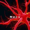 nerv