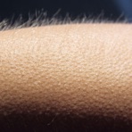 Goosebumps - Single