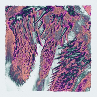 Canines - EP