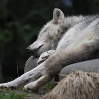 i don't deserve your love (feat. Earthly Moment!) - Single - torix