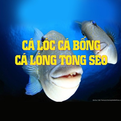 Odin media - Cá Lóc Cá Bống Cá Lòng Tong Seo