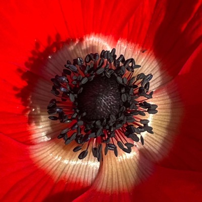 הקלטה בטלפון/שיר חיפוש - Single